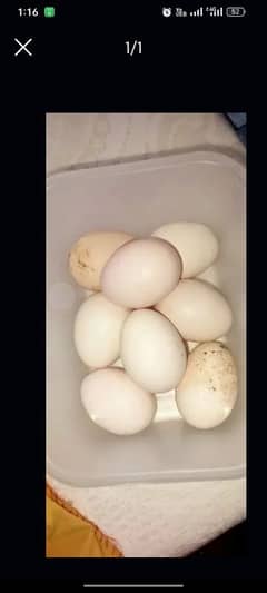 Aseel fertile eggs