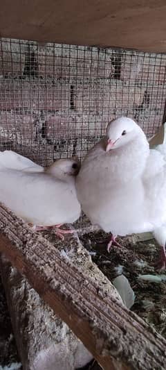 king pigeon breeders