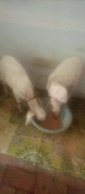 rajanpuri goats 2