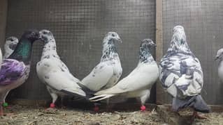 Taddi sialkoti lakhy rampuri pigeons for sale.