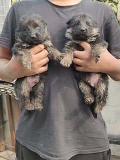 German Shepherd Male and Female Puppies