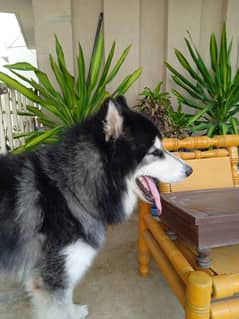 Husky dog | Siberian Husky | Husky Male | Husky Dog For Sale