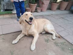 golden retriever 1 year pedigree microchipped