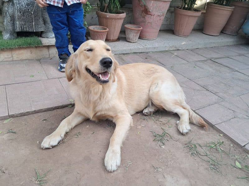 golden retriever 1 year pedigree microchipped 0