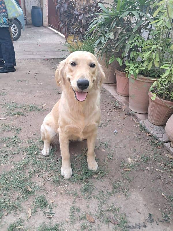 golden retriever 1 year pedigree microchipped 1