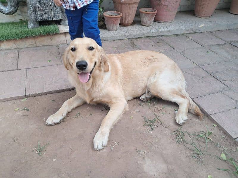 golden retriever 1 year pedigree microchipped 2