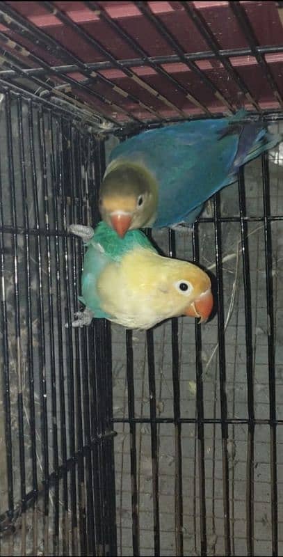 Lovebirds for sale 1