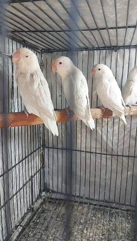 Lovebirds for sale 2