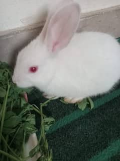 White Baby rabbit red eye