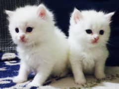 Persian kittens | Tripple Coat | Fluffy | sami punch face | white kitt