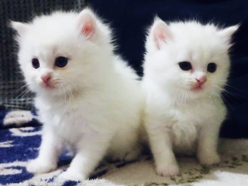 Persian kittens | Tripple Coat | white Fluffy adul male  |sami punch 0