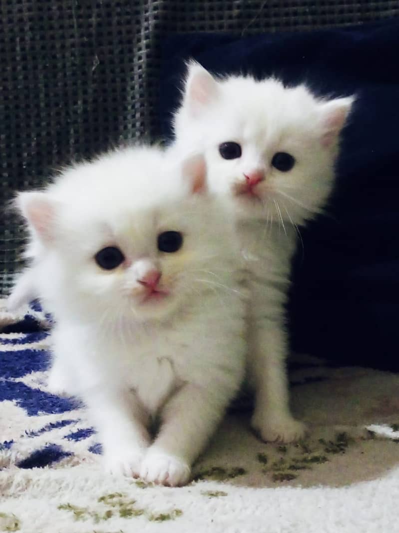 Persian kittens | Tripple Coat | white Fluffy adul male  |sami punch 1