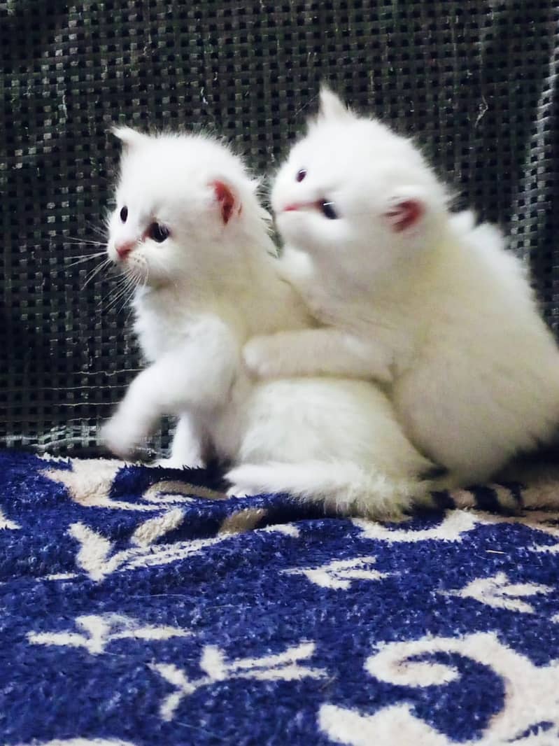 Persian kittens | Tripple Coat | white Fluffy adul male  |sami punch 6