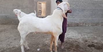 Gulabi Bakra For Sale Call Me_03207353182