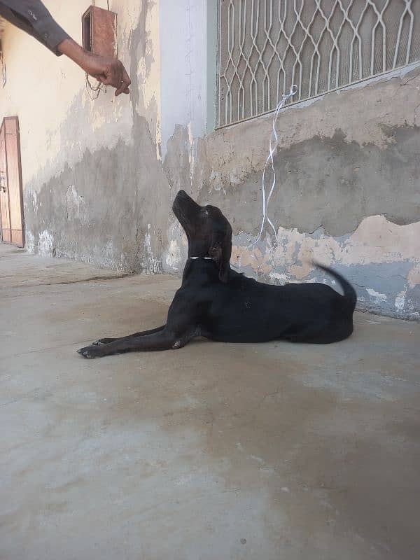 Black Pointer Male 0