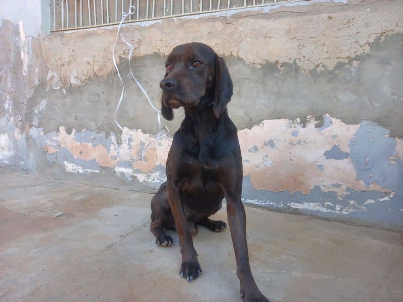 Black Pointer Male 1