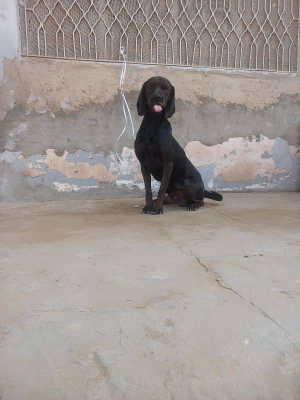 Black Pointer Male 2