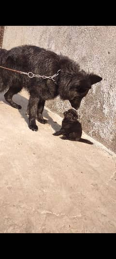 apple head black shapherd male . . triple coat  very  extreme quality