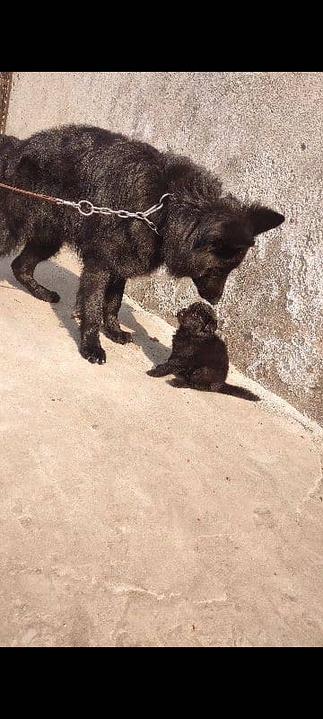 apple head black shapherd male . . triple coat  very  extreme quality 0