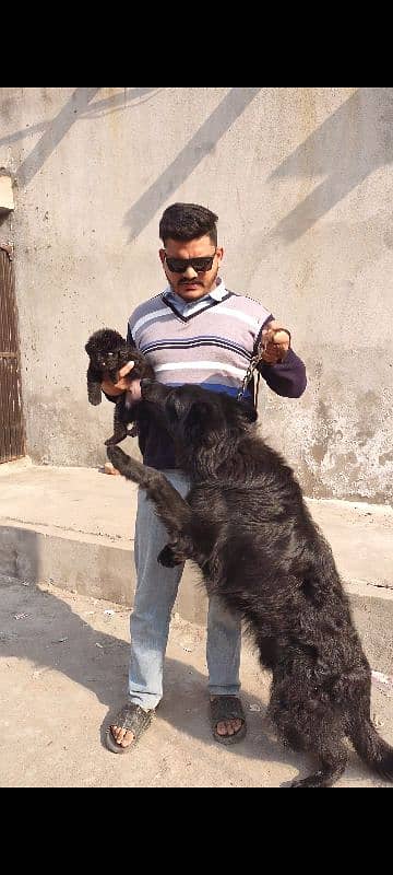 apple head black shapherd male . . triple coat  very  extreme quality 1