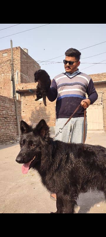 apple head black shapherd male . . triple coat  very  extreme quality 2