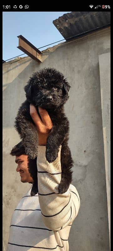 apple head black shapherd male . . triple coat  very  extreme quality 3