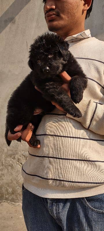 apple head black shapherd male . . triple coat  very  extreme quality 4