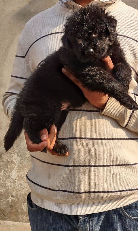 apple head black shapherd male . . triple coat  very  extreme quality 5