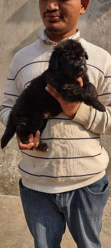 apple head black shapherd male . . triple coat  very  extreme quality 6