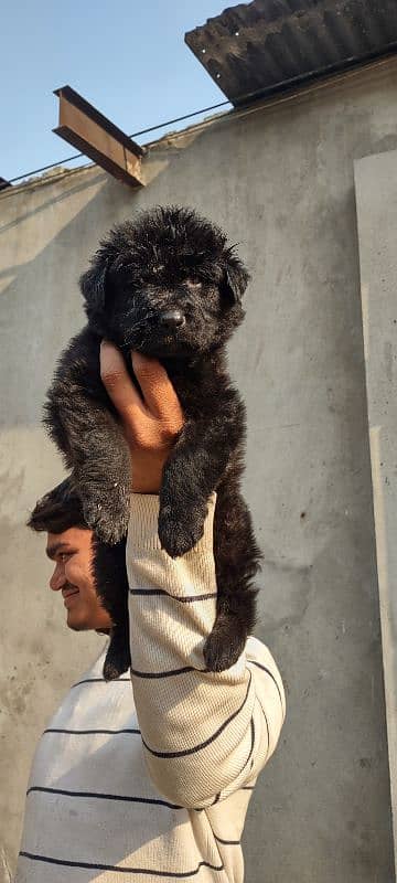 apple head black shapherd male . . triple coat  very  extreme quality 7