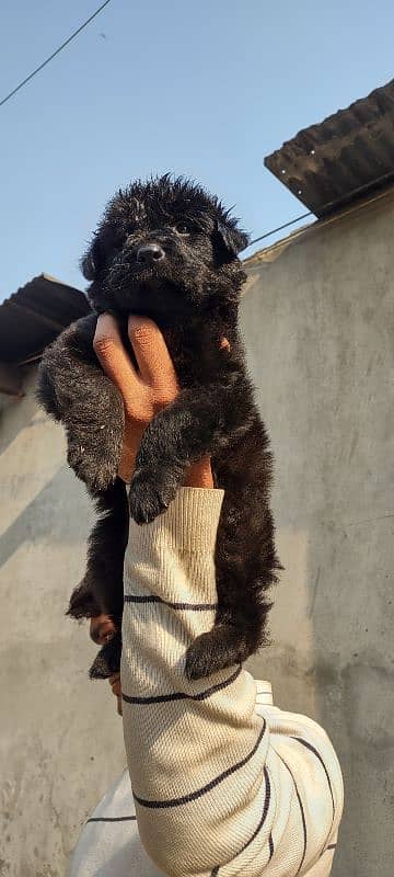 apple head black shapherd male . . triple coat  very  extreme quality 8