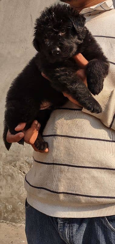 apple head black shapherd male . . triple coat  very  extreme quality 9