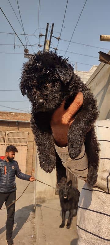 apple head black shapherd male . . triple coat  very  extreme quality 10