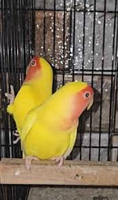 Common Latino pair for Sale- lovebirds