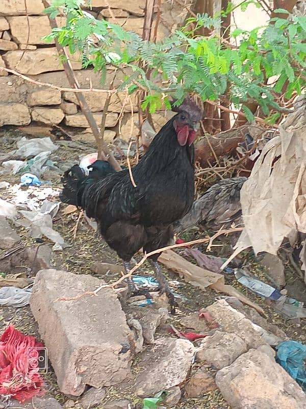 ayam cemani 7 months male 0