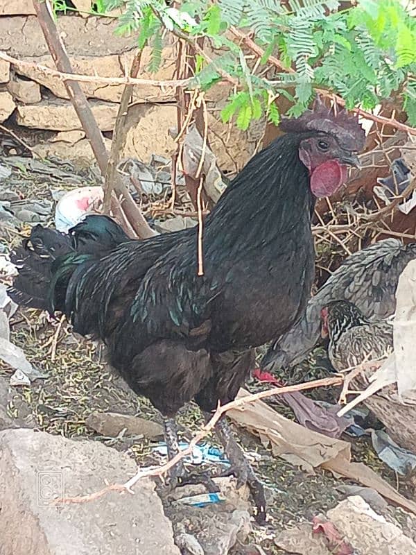 ayam cemani 7 months male 1