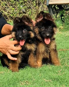 king German shepherd puppies