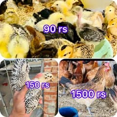 Golden|Misri|Lohman Brown|Egg Laying Hen|Desi|Murgi|Pathi|Female|Chick