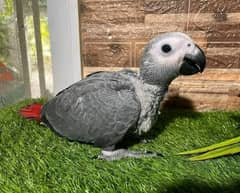 African Grey Parrot checks for sale0331-99-74-101-