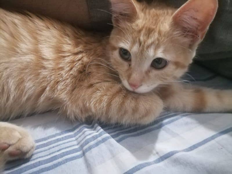 Orange Kitten for Adoption 0