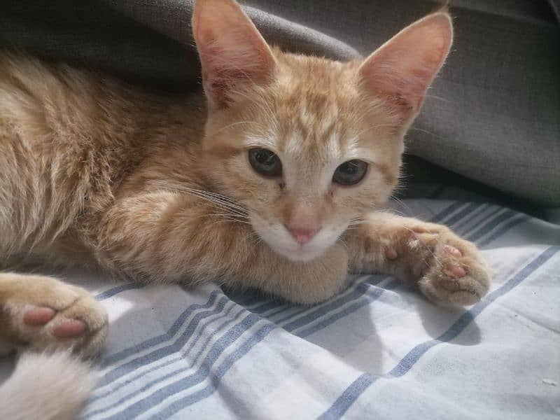 Orange Kitten for Adoption 1