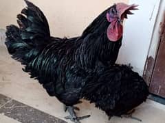 ayam cemani 1 murgha 2 murghi