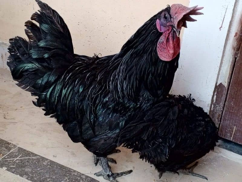 ayam cemani 1 murgha 2 murghi 0