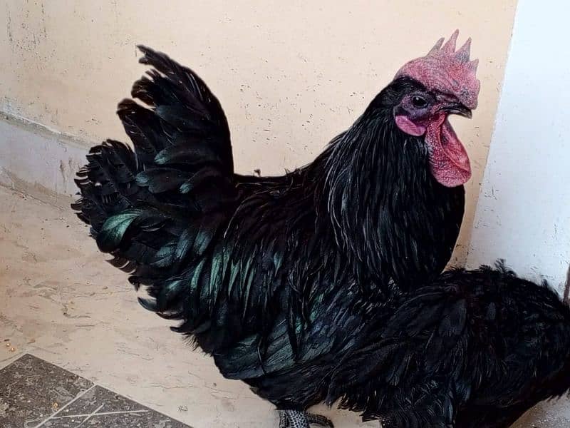 ayam cemani 1 murgha 2 murghi 1