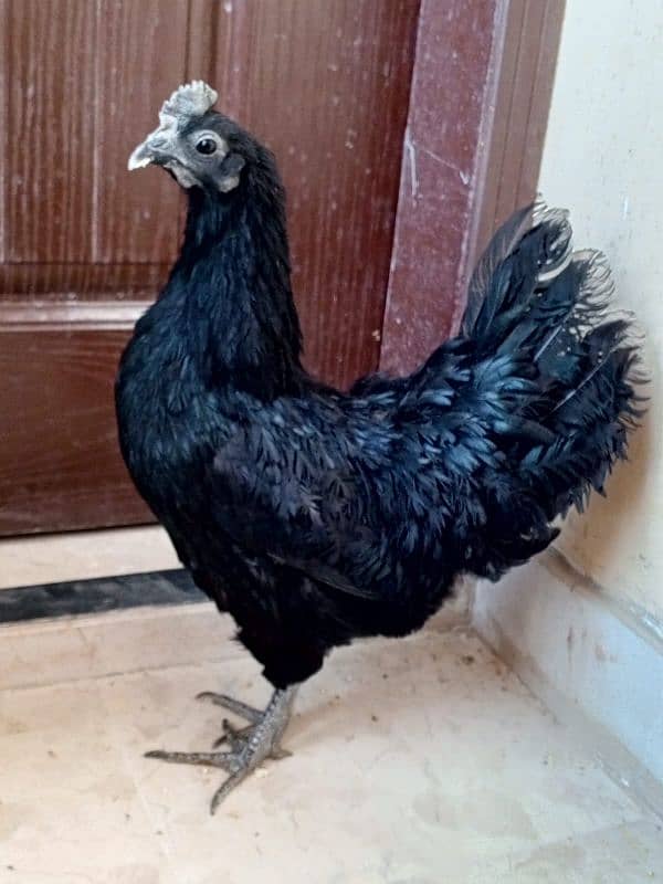 ayam cemani 1 murgha 2 murghi 2