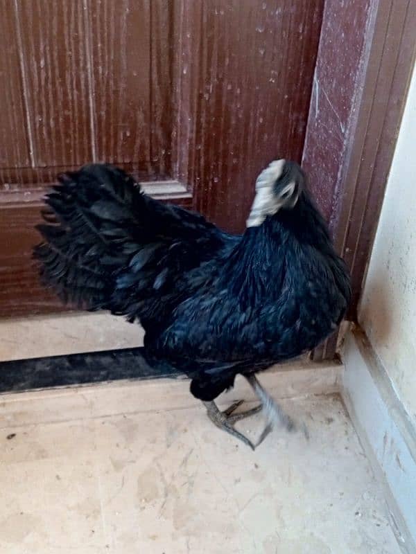 ayam cemani 1 murgha 2 murghi 3