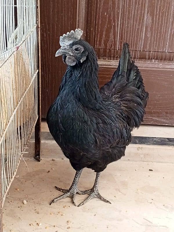 ayam cemani 1 murgha 2 murghi 4