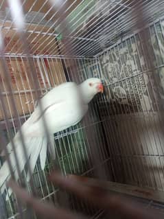 white ringneck female for breeding