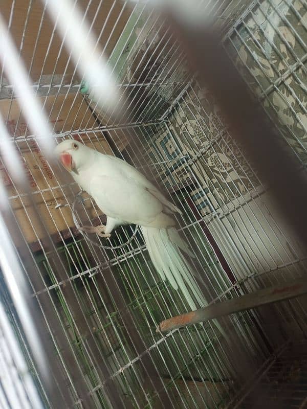 white ringneck female for breeding 1