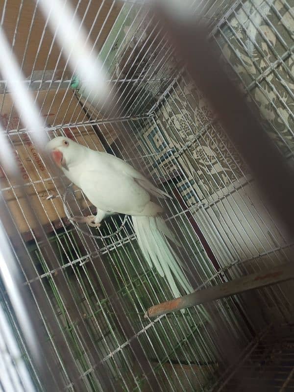 white ringneck female for breeding 2